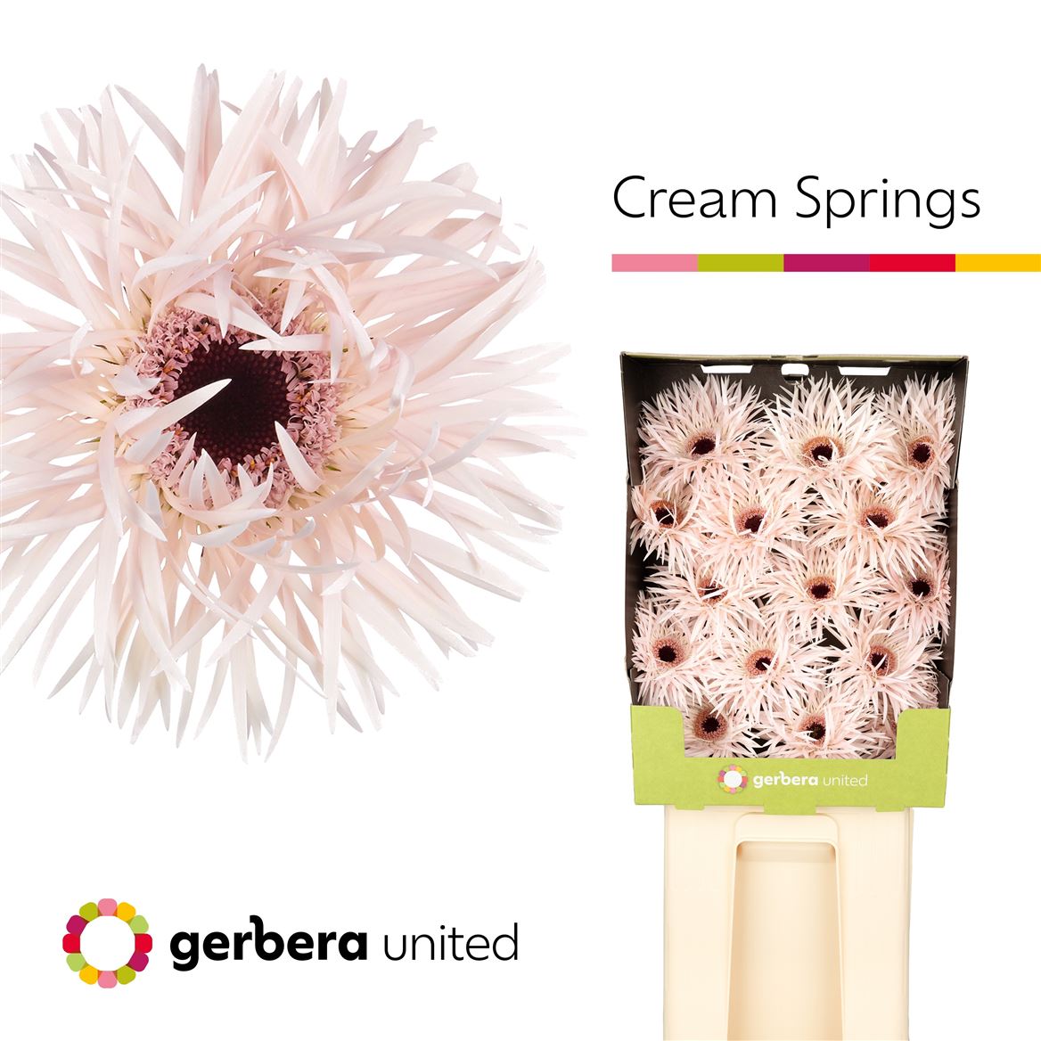 Gerbera Spider Cream Springs 50cm 10Ø