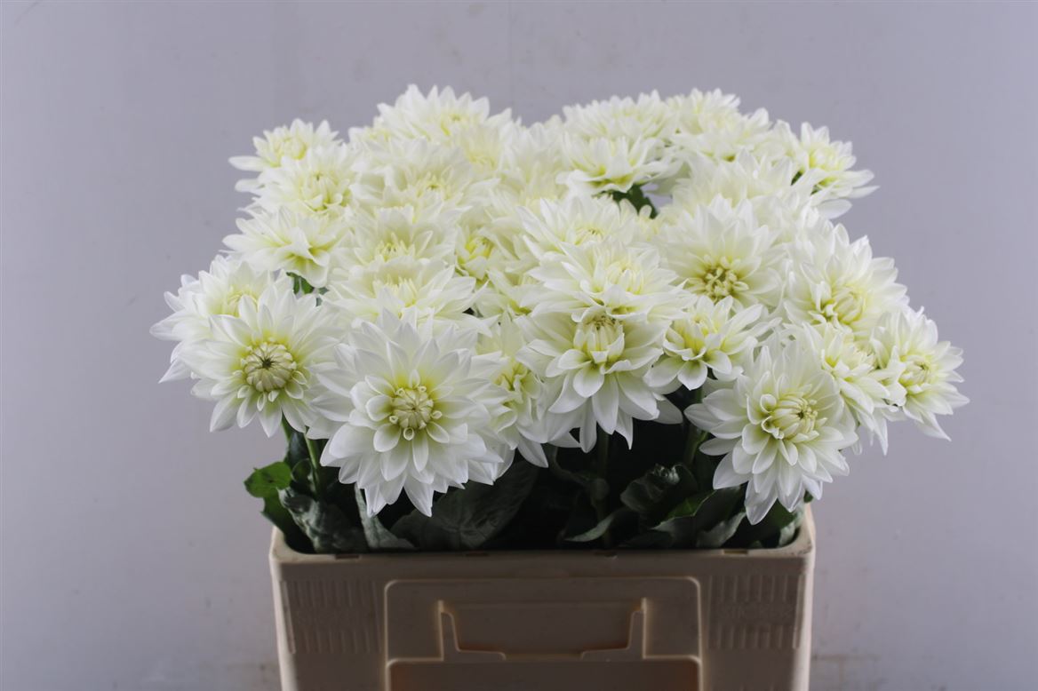 Dahlia Karma Maarten Zwaan 55cm
