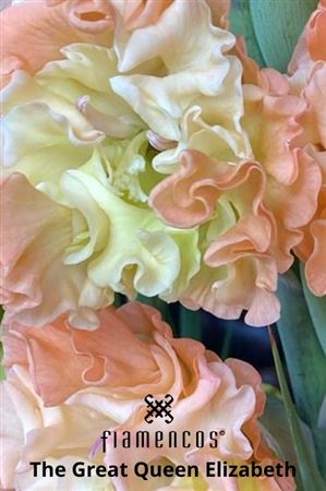 Gladiolus The Great Queen Elizabeth 110cm 200gr.
