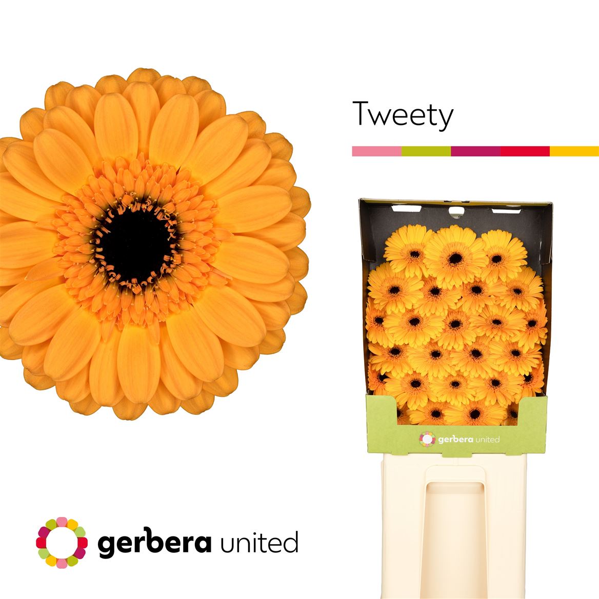 Germini Tweety 50cm 7Ø