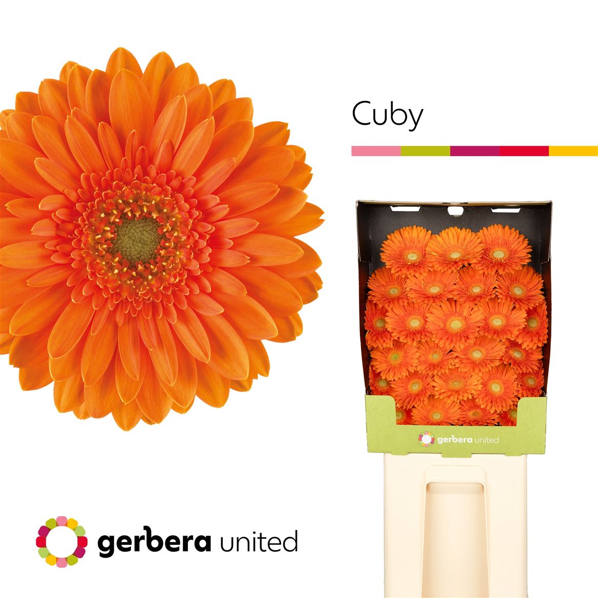 Germini Cuby 50cm 7Ø