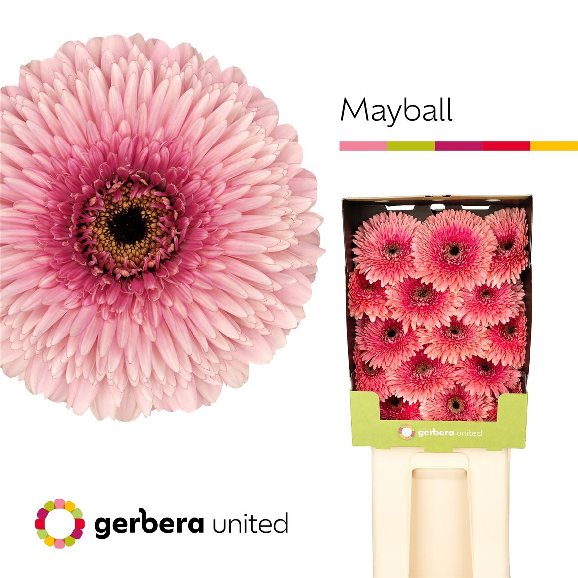 Gerberra Big Mayball 50cm 10Ø