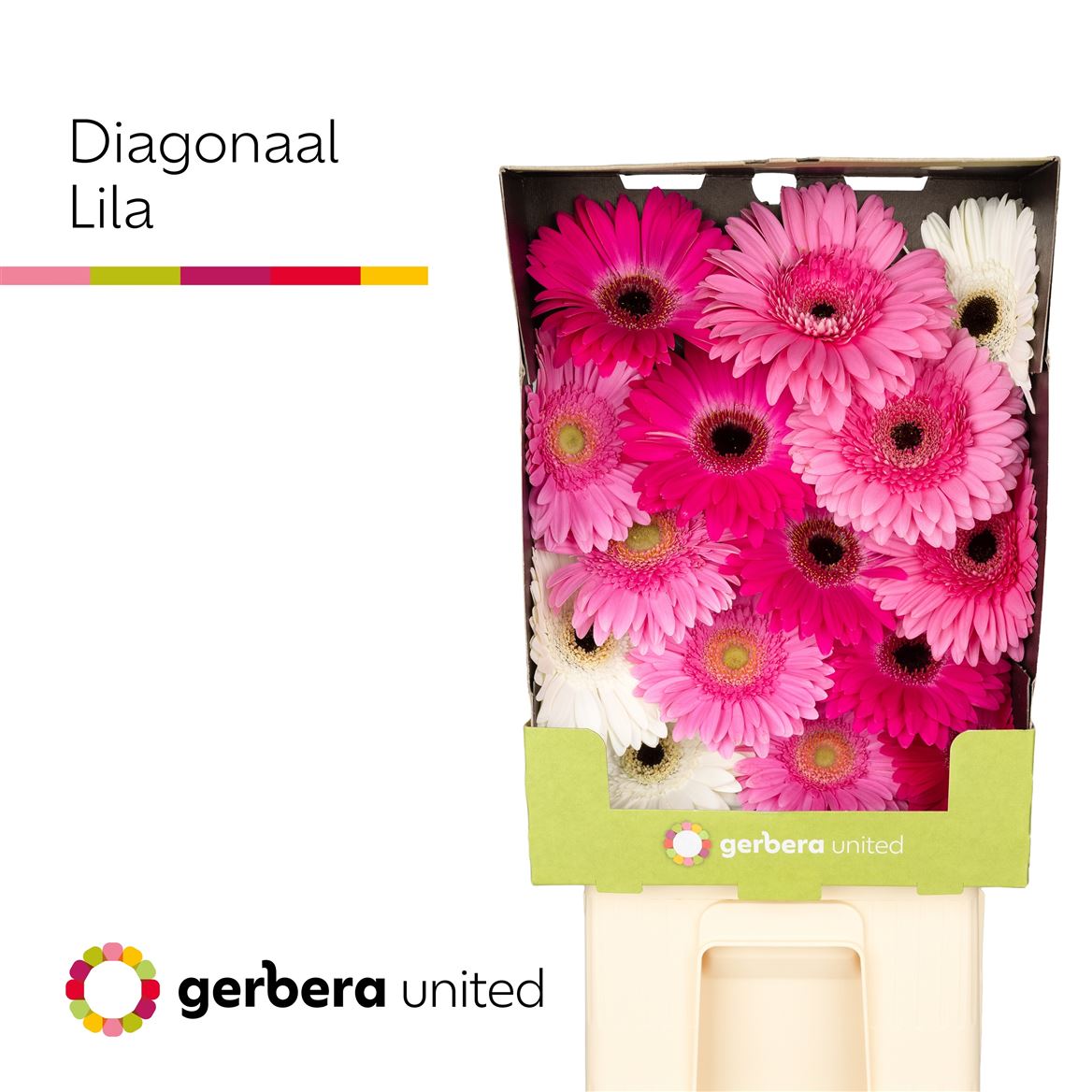 Gerbera Mixed 50cm 10Ø