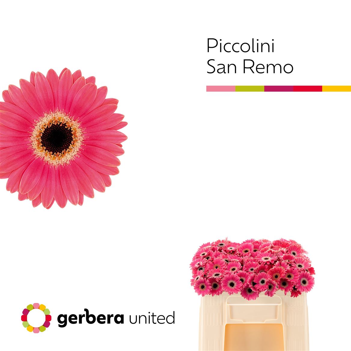 Ge Mi Sanremo 50cm 4Ø