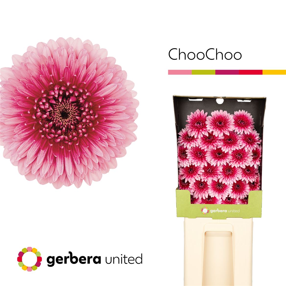 Germini Big Choochoo 50cm 7Ø