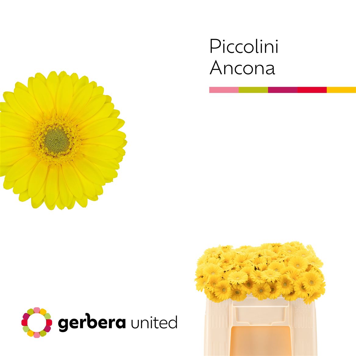 Gerbera Nano Ancona 50cm 4Ø