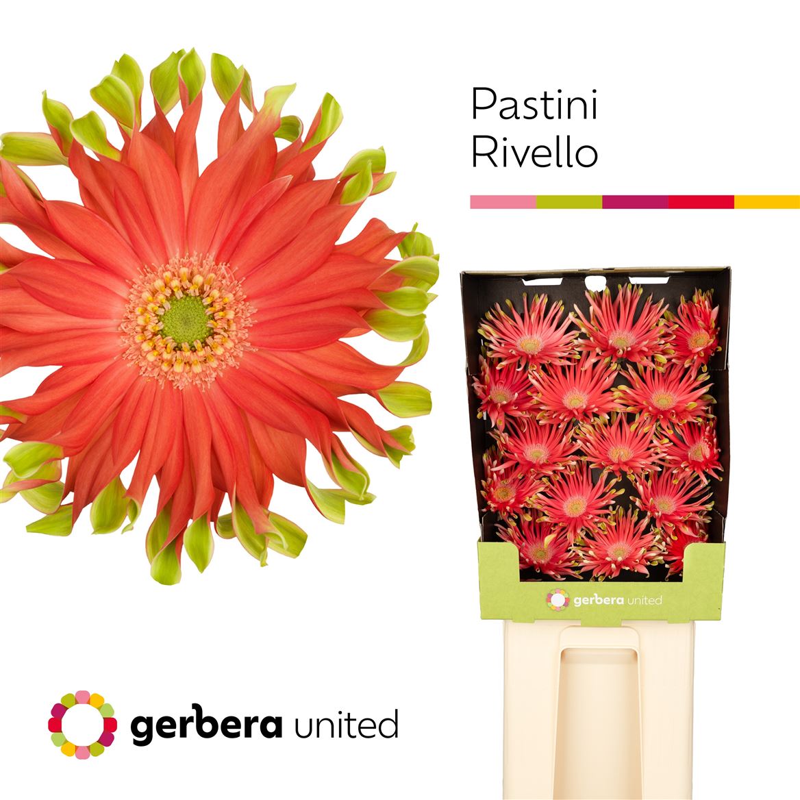 Gerbera Pasta Rivello 50cm 10Ø