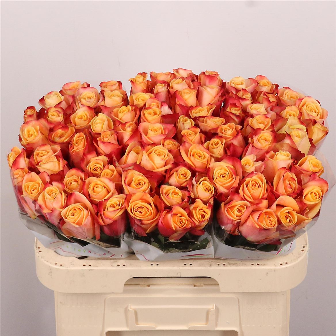 Rosa Pebbles 60cm
