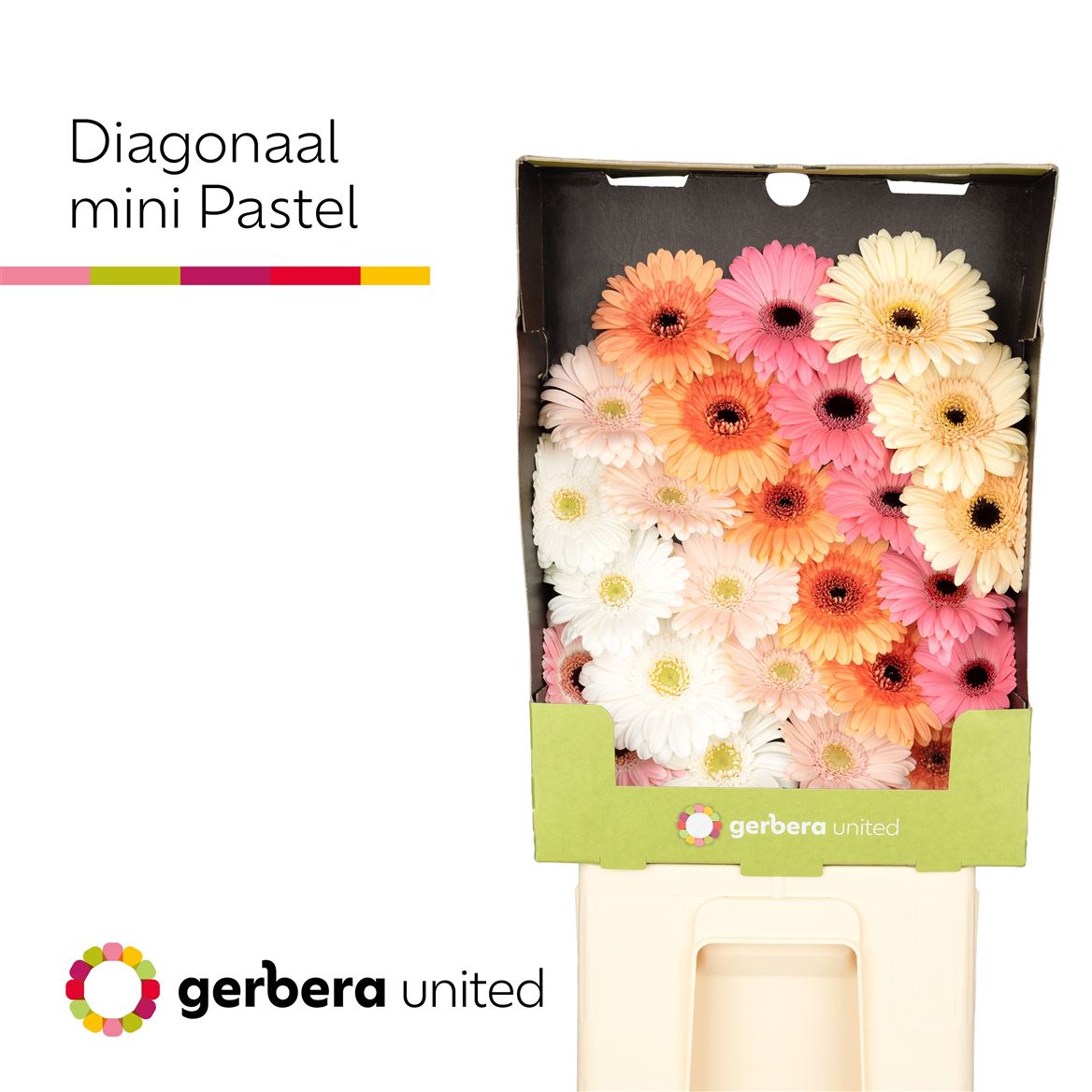 Gerbera Mini Mixed Diagonal 50cm 7Ø