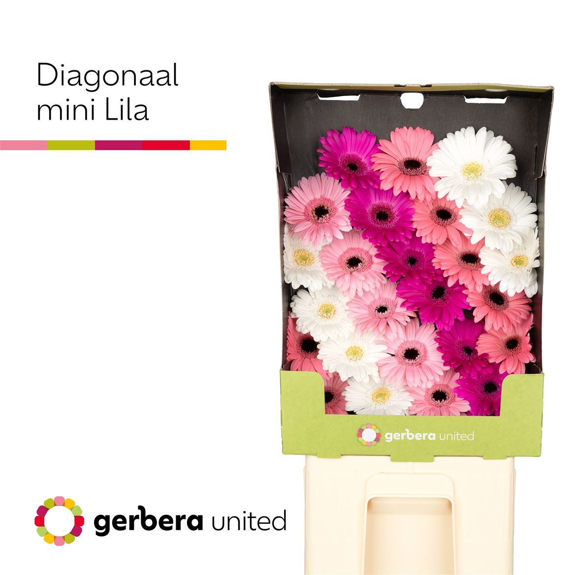 Gerbera Mini Mixed Diagonal 50cm 7Ø