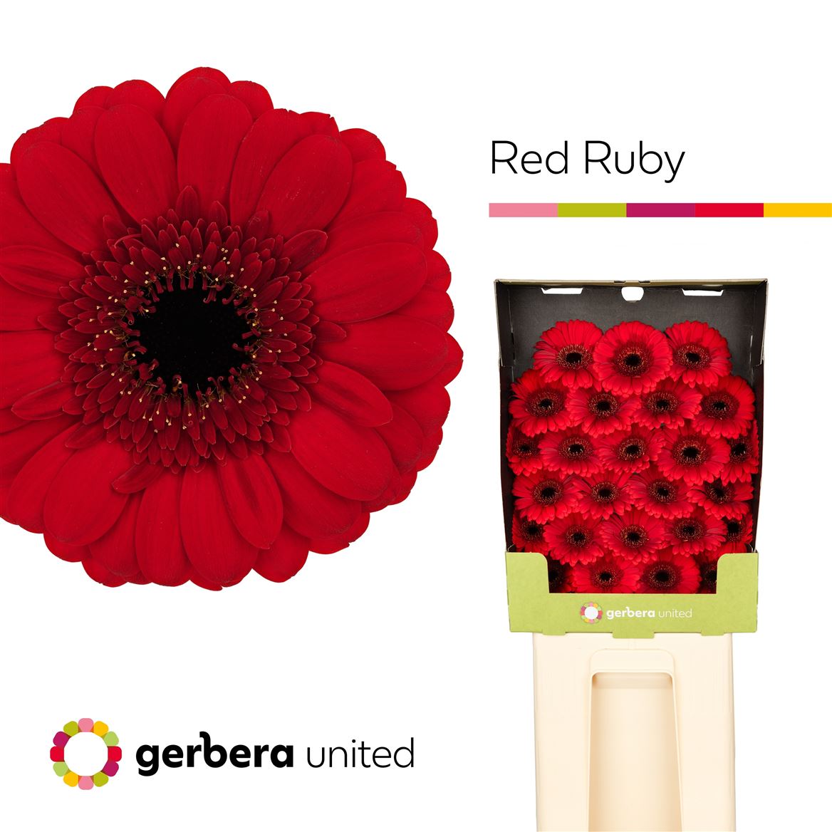 Germini Red Ruby 50cm 7Ø