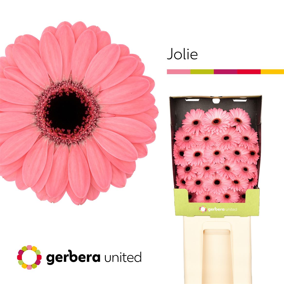 Germini Jolie 50cm 7Ø
