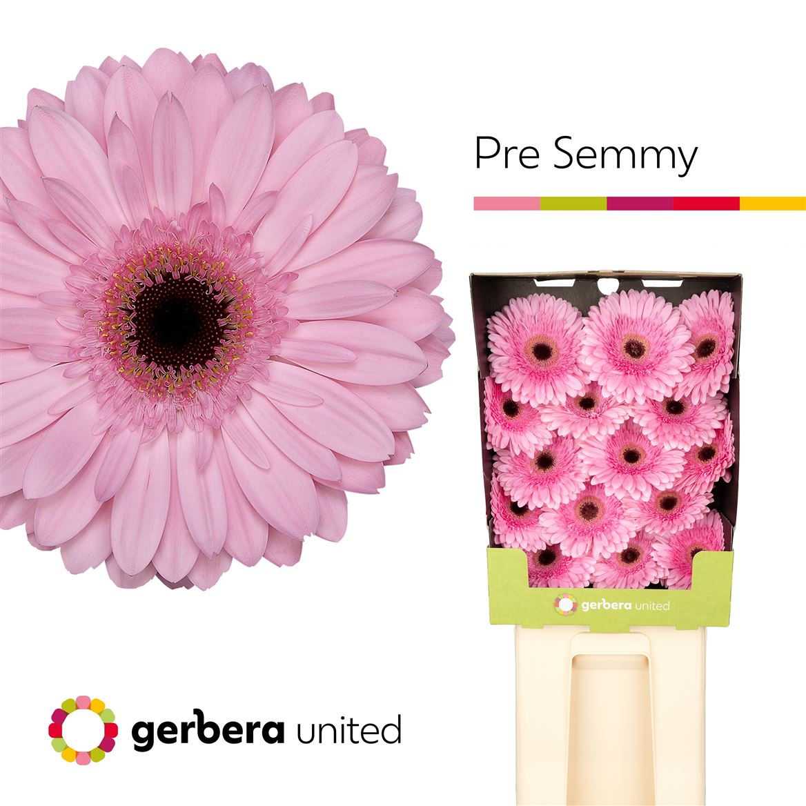 Gerbera Pre-semmy 50cm 10Ø