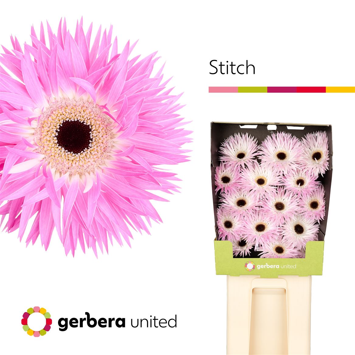 Gerbera Spider Stitch 50cm 10Ø