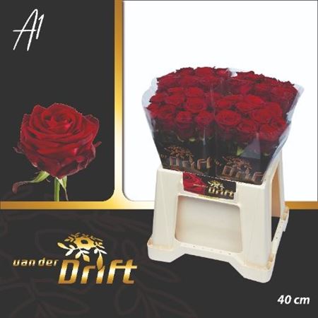 Rosa Red Naomi! 40cm
