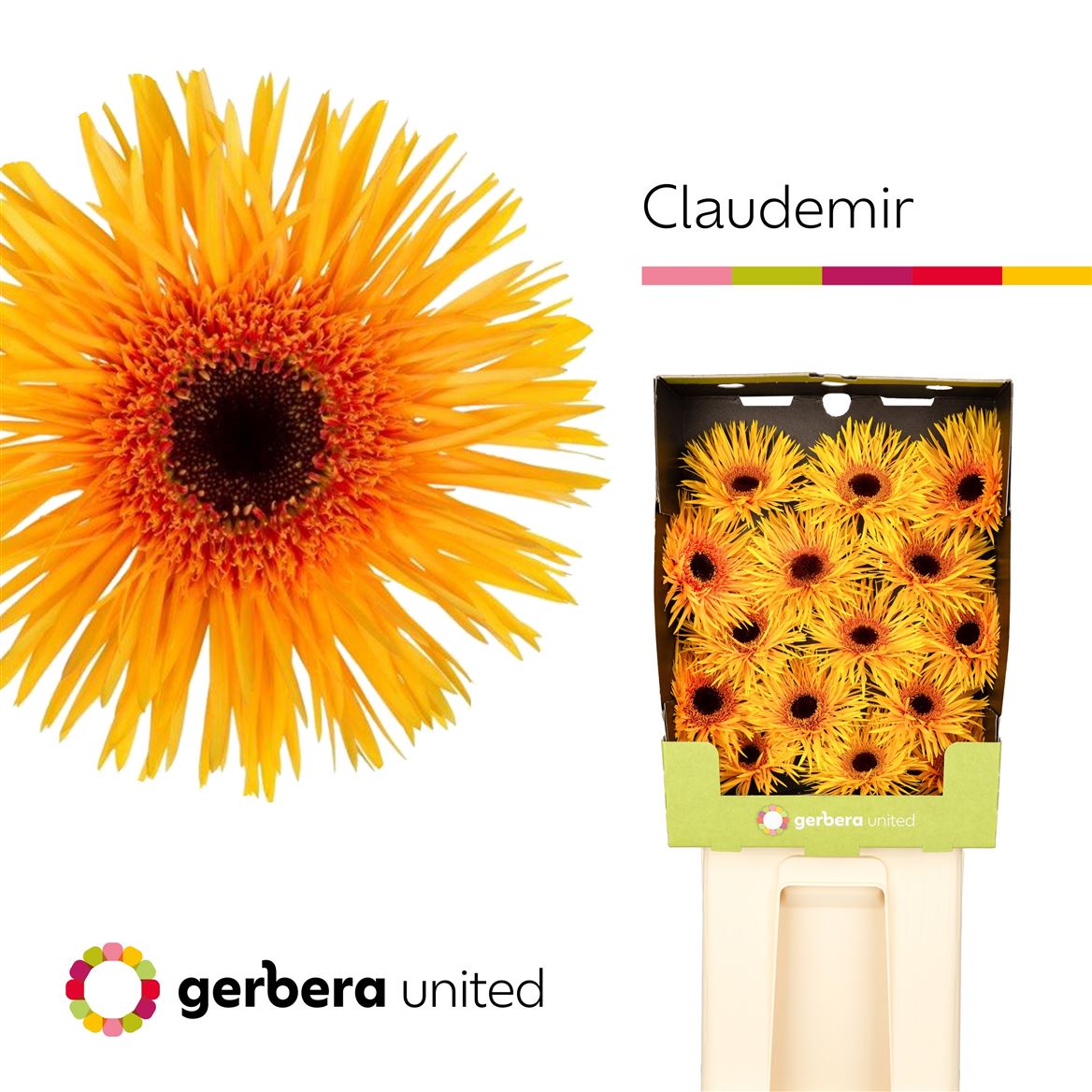 Gerbera Spider Claudemir 50cm 10Ø