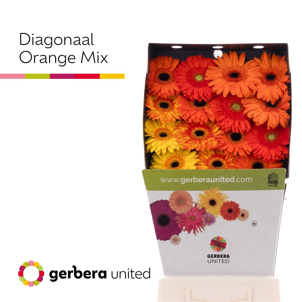 Gerbera Mixed 50cm 10Ø