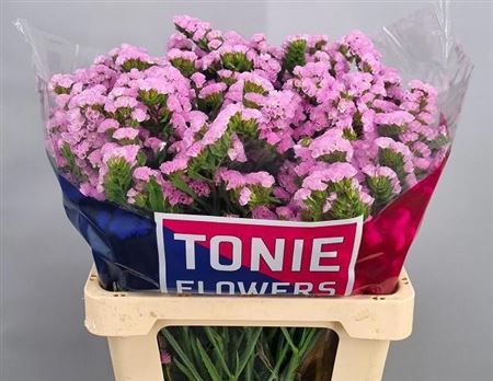 Limonium Sinuatum Rosella Sun Birds 60cm 40gr.