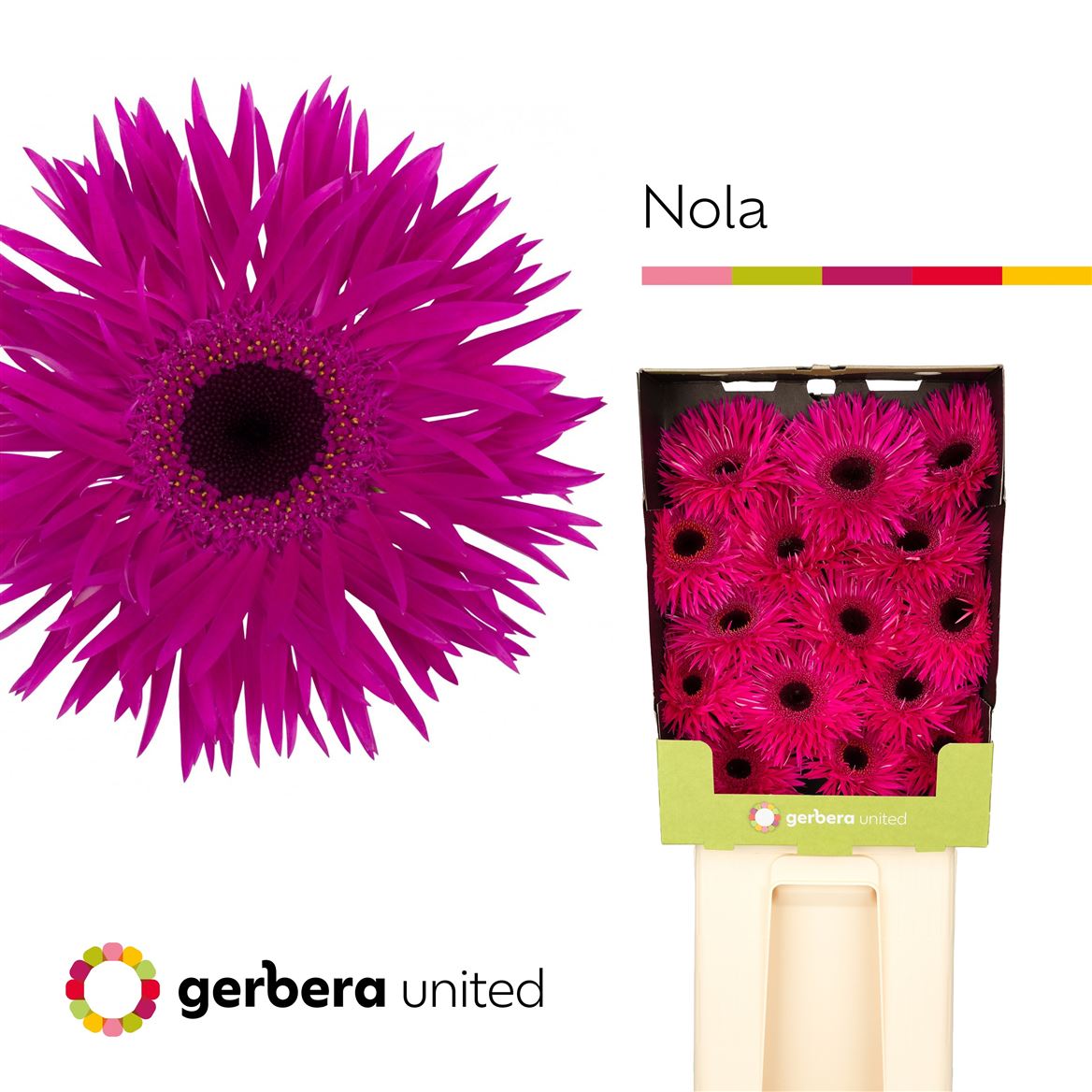 Gerbera Spider Nola 50cm 10Ø