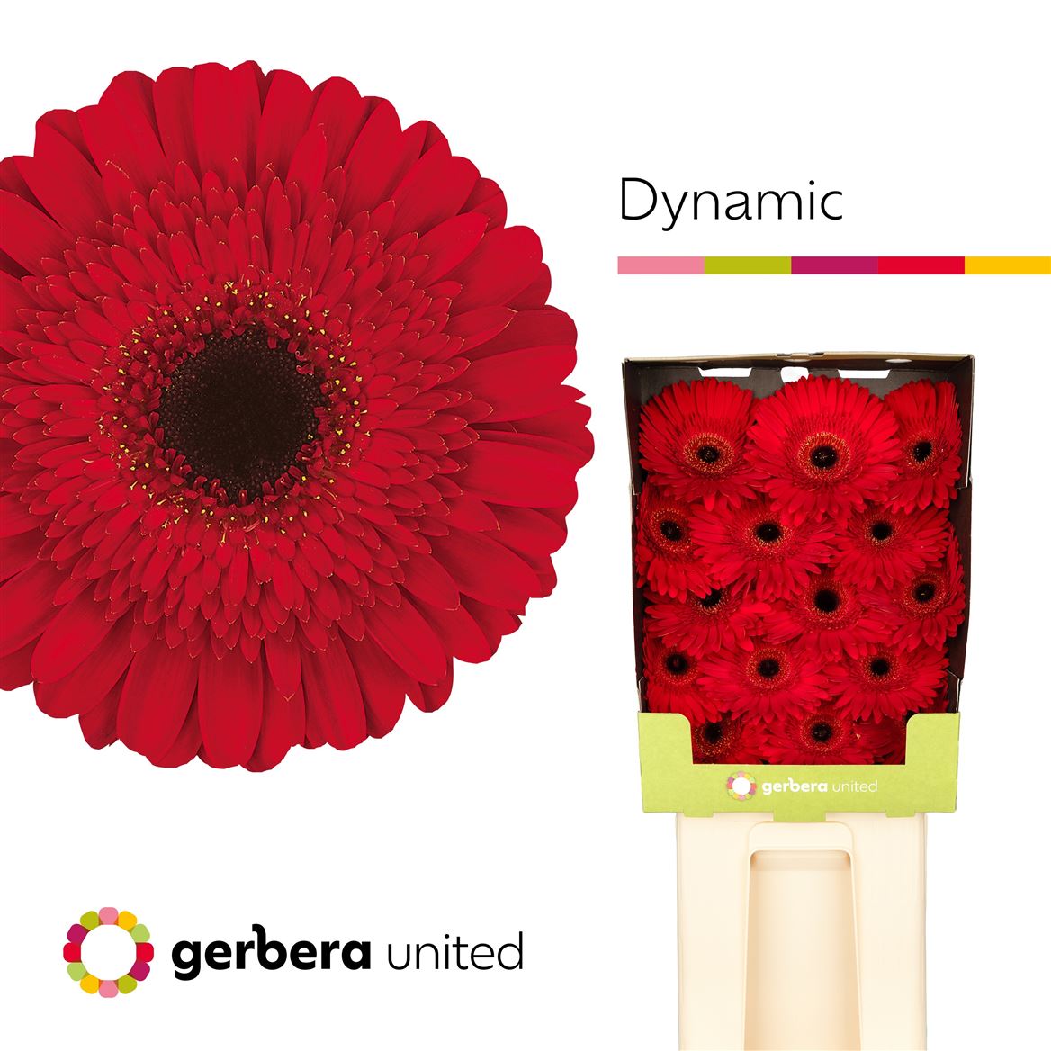 Gerbera Dynamic 50cm 10Ø