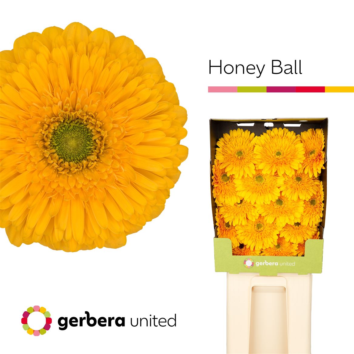 Gerbera Big Honey Ball 50cm 10Ø