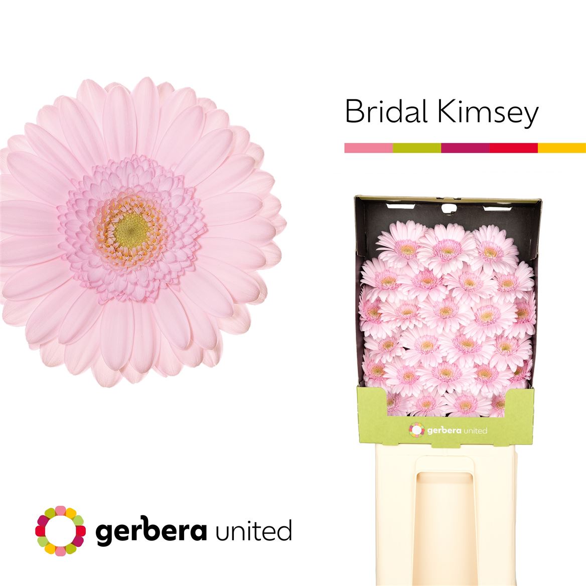 Germini Bridal Kimsey 50cm 7Ø
