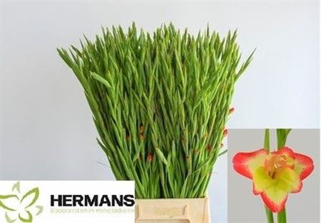 Gladiolus Primulinus Las Vegas 65cm 25gr.