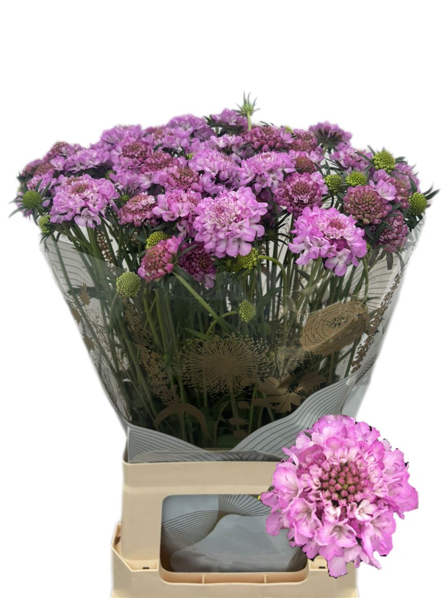Scabiosa Focal Scoop Lilac 65cm