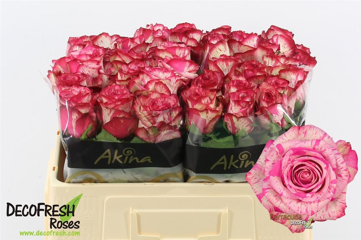 Rosa Barracuda 50cm