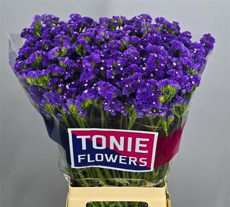 Limonium Sinuatum Crystal Dark Blue 70cm 35gr.