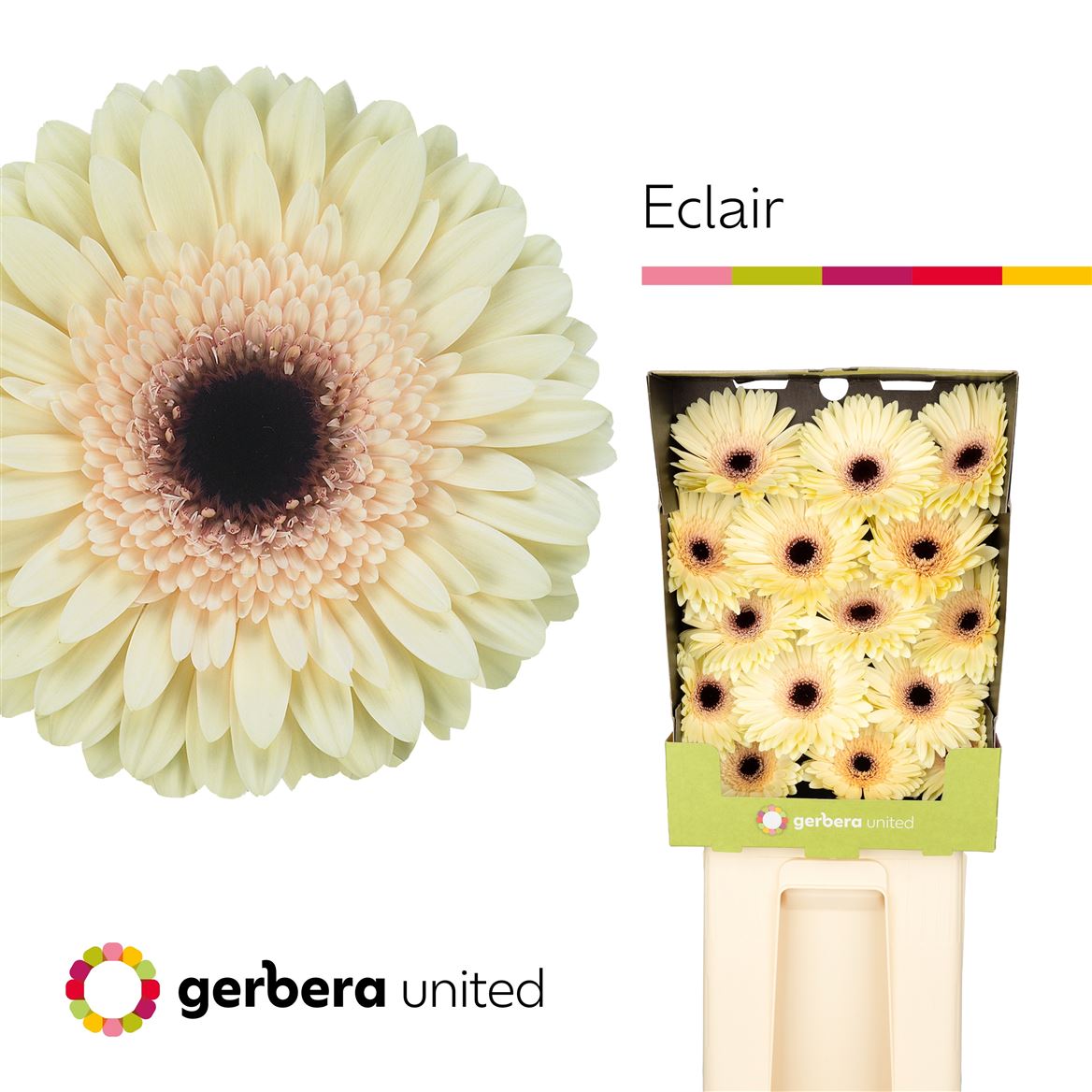 Gerbera Eclair 50cm 10Ø