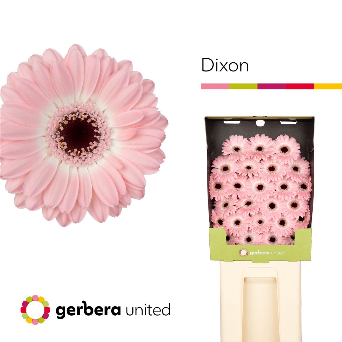 Germini Dixon 50cm 7Ø