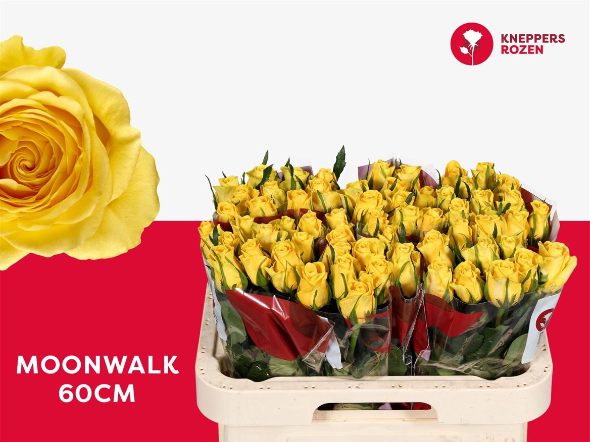 Rosa Moonwalk 60cm