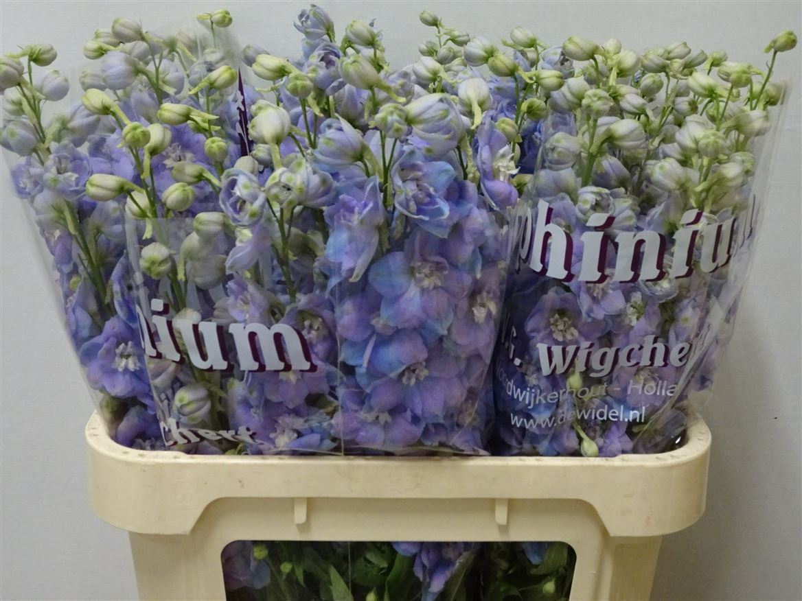 Delphinium Double Dewi Zofia 80cm