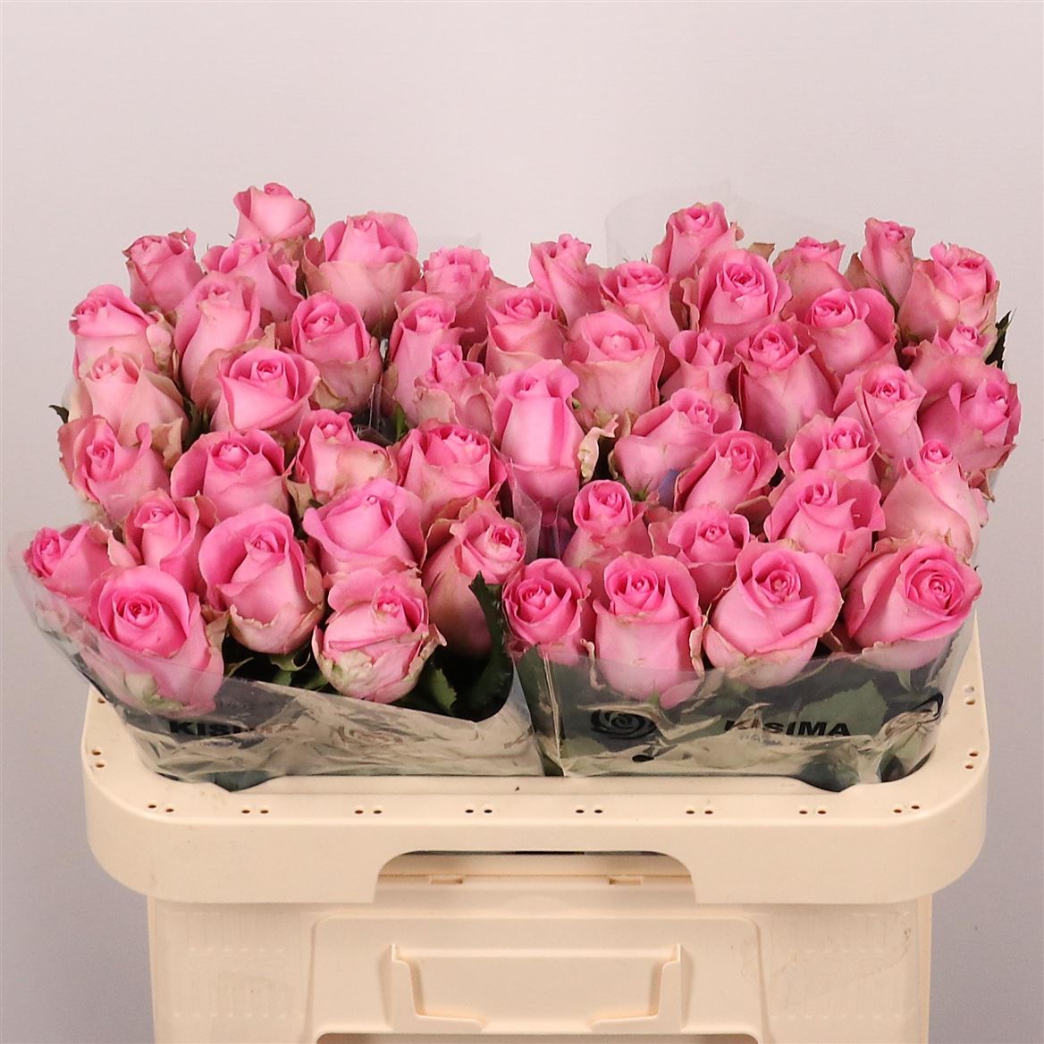Rosa Revival 60cm