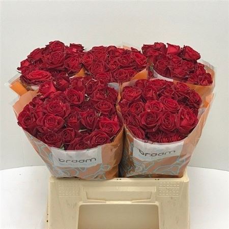 Rosa Spray Dominica 40cm 4+