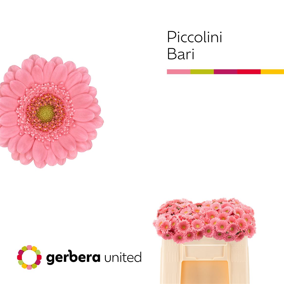 Gerbera Mini Piccolini Bari 50cm 4Ø