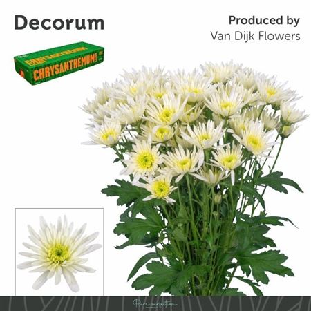 Chrysanth Spray Delianne White 70cm 85gr.