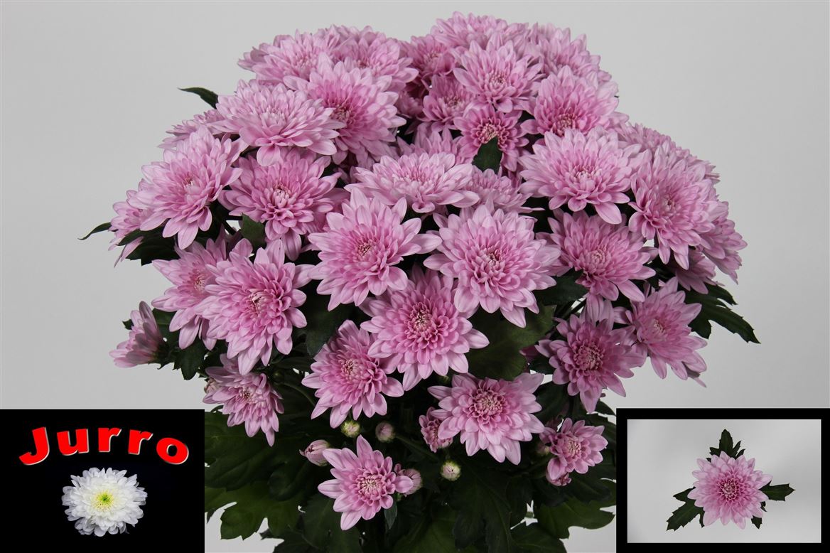 Chrysanth Spray Veronica 70cm 95gr.