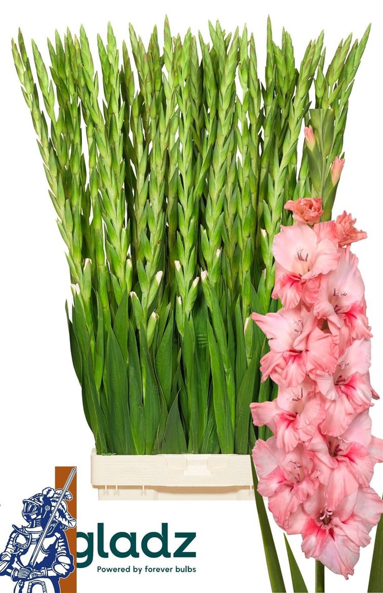 Gladiolus Adrenalin 110cm 200gr.