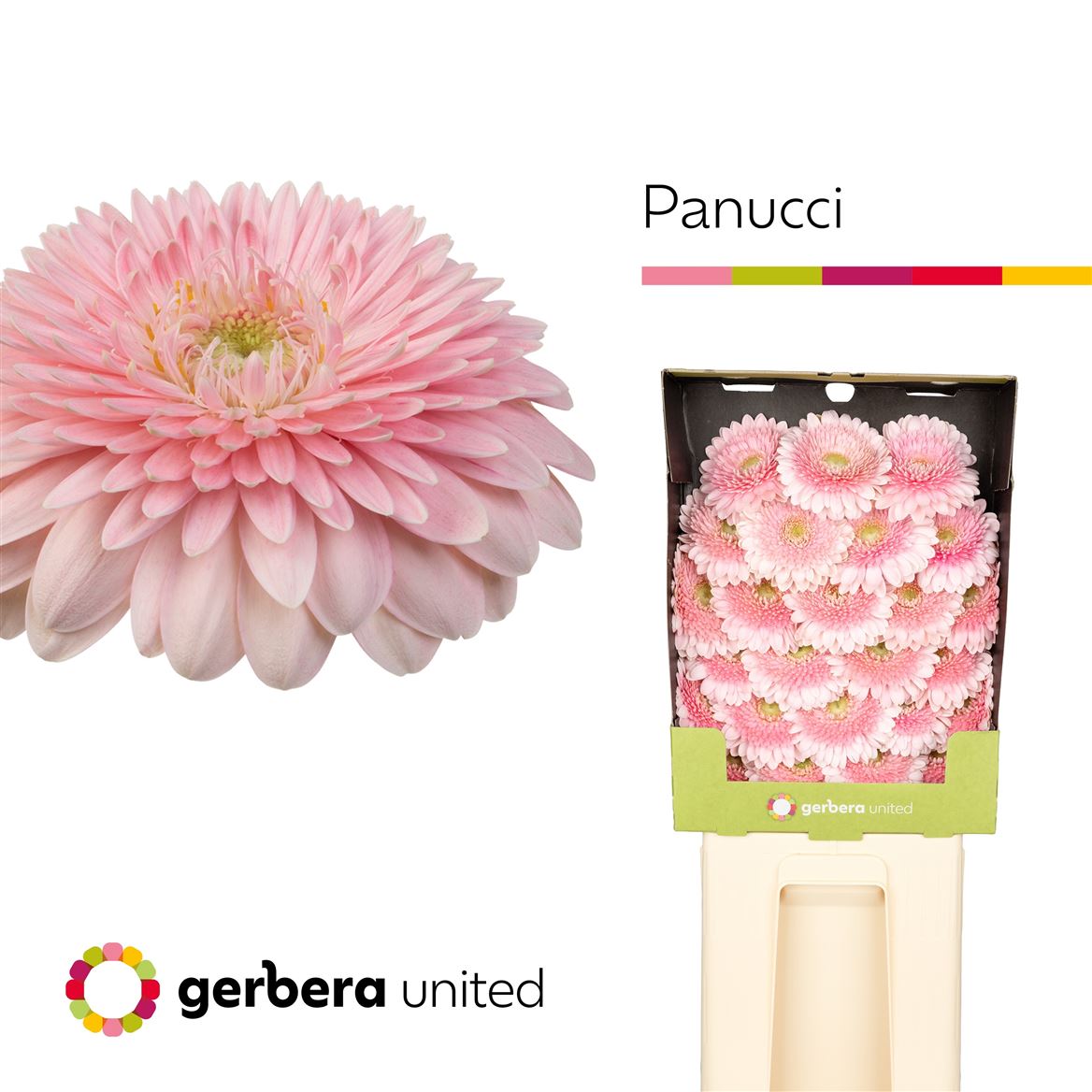Ge Mb Panucci 50cm 7Ø