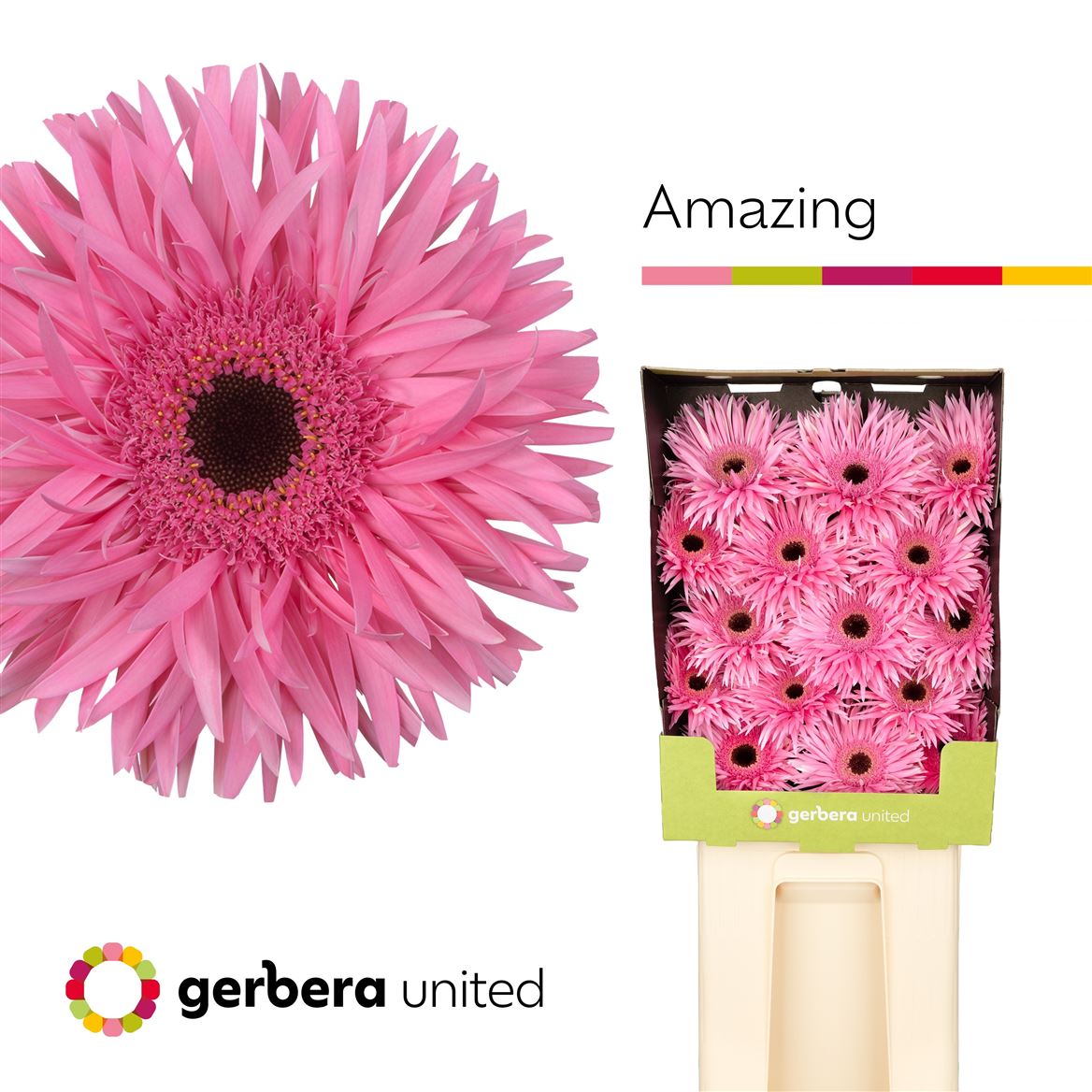 Gerbera Spider Amazing 50cm 10Ø