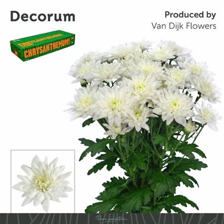 Chrysanth Spray Baltica 70cm 90gr.