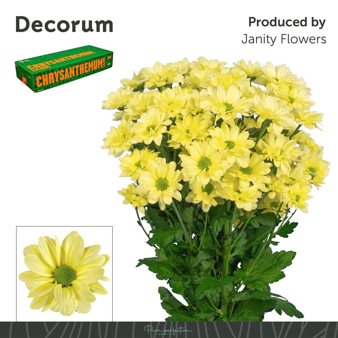 Chrysanth Spray Kennedy Cream 70cm 90gr.