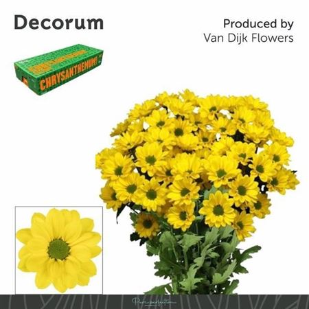 Chrysanth Spray Copa 70cm 100gr.