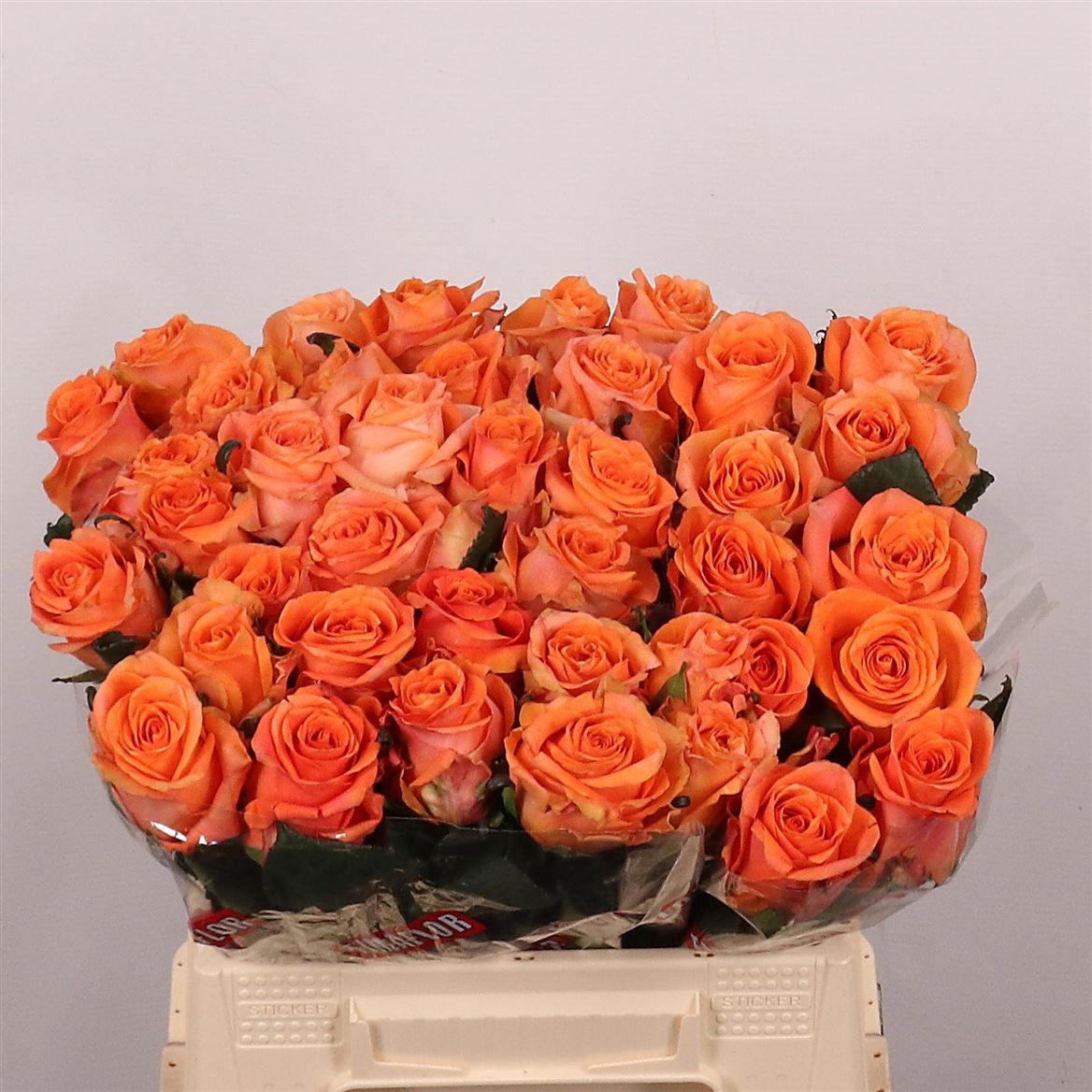 Rosa On Fire 40cm