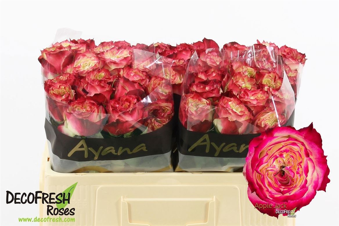 Rosa Apple Jack 50cm