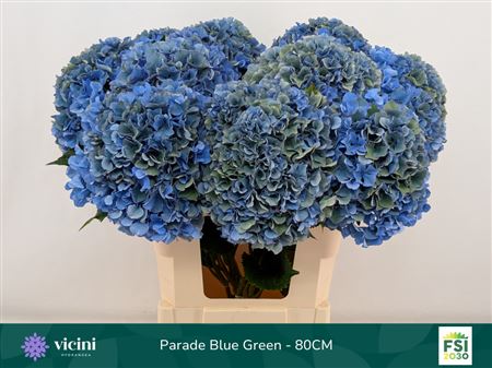 Hydrangea Royal Parade Classic 80cm 20-22cm Hd