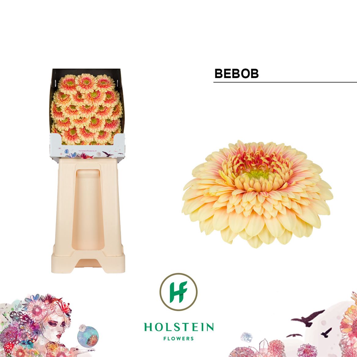 Germini Pomponi Bebob 50cm 7Ø