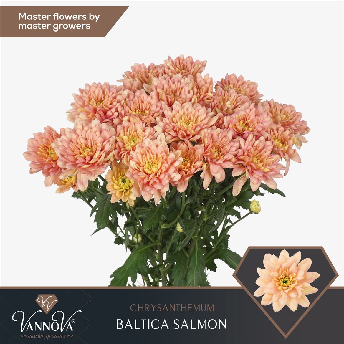 Chrysanth Spray Baltica Salmon 70cm 90gr.